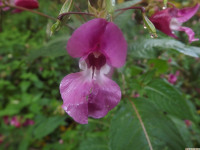 kwiat_1436