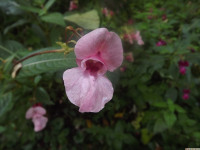 kwiat_1437