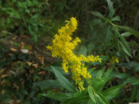 kwiat_1438