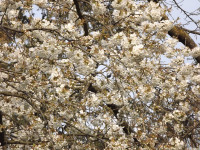 kwiat_1439