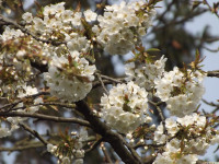 kwiat_1440