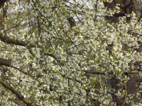 kwiat_1441