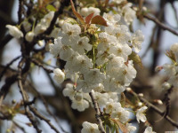 kwiat_1442