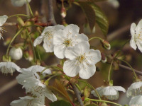 kwiat_1443