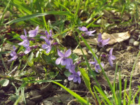 kwiat_1444