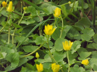 kwiat_1446