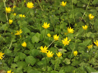 kwiat_1447