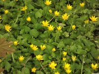 kwiat_1448