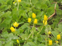 kwiat_1449