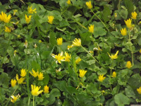 kwiat_1451