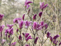 kwiat_1457