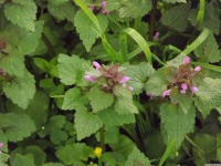 kwiat_1458