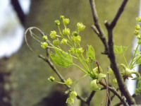 kwiat_1459