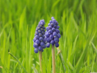 kwiat_1461