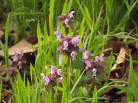 kwiat_1462