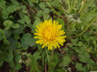 kwiat_1465