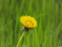 kwiat_1467