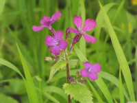 kwiat_1469