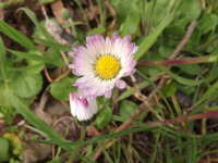 kwiat_1470