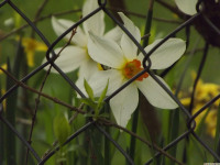 kwiat_1473
