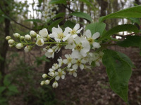 kwiat_1474