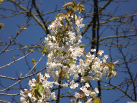 kwiat_1476