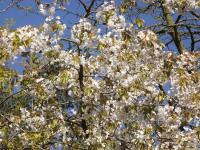 kwiat_1477