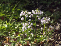 kwiat_1478