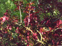 kwiat_1479