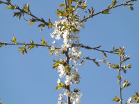 kwiat_1480