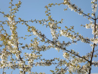 kwiat_1481