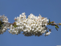 kwiat_1482