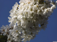 kwiat_1483