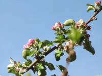 kwiat_1486