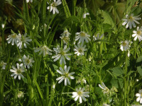 kwiat_1487