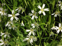 kwiat_1488