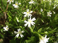 kwiat_1489