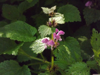kwiat_1490