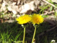 kwiat_1493