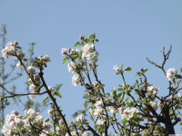 kwiat_1494