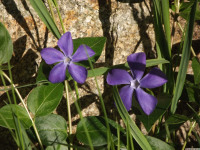 kwiat_1496