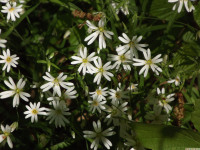 kwiat_1497