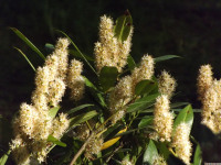 kwiat_1498
