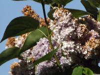 kwiat_1499