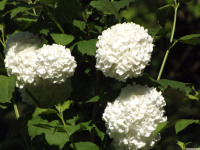 kwiat_1500