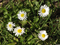 kwiat_1501