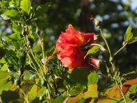 kwiat_1502