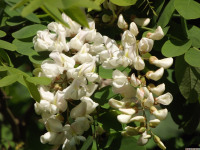 kwiat_1503