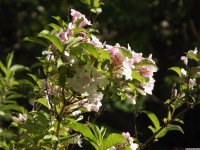 kwiat_1504