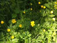 kwiat_1506